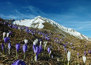 90 Festa di crocus primaverili in Arera 